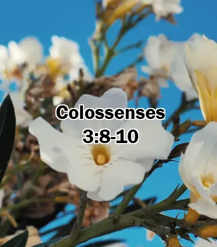 Colossenses 3:8-10