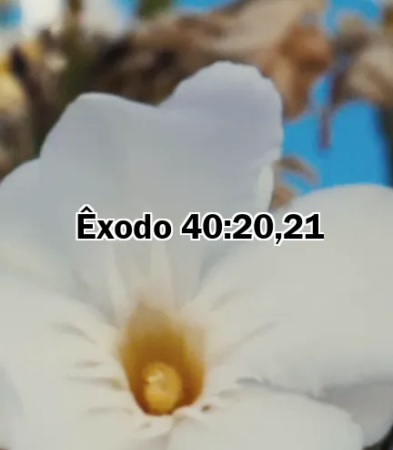 Êxodo 40:20,21