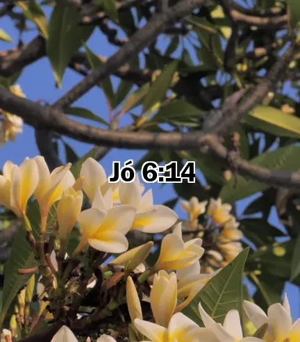 Jó 6:14