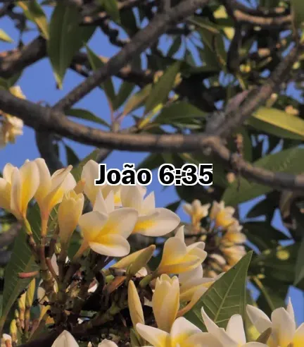 João 6:35