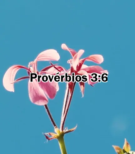 Provérbios 3:6
