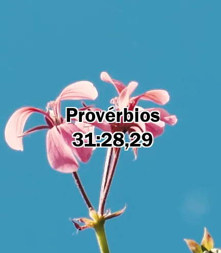 Provérbios 31:28,29