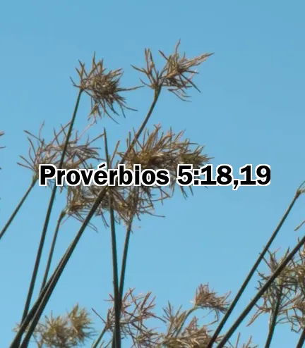 Provérbios 5:18,19