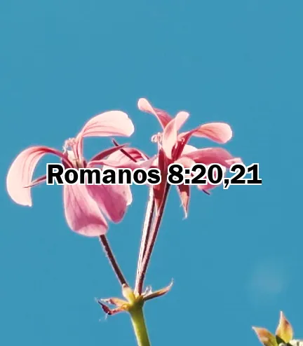 Romanos 8:20,21