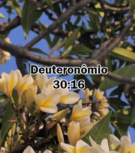 Deuteronômio 30:16