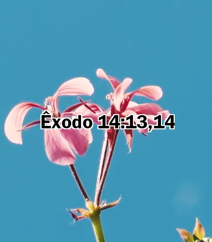 Êxodo 14:13,14