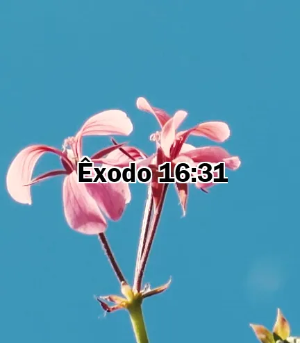 Êxodo 16:31