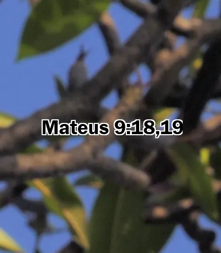 Mateus 9:18,19