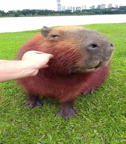 Porque Jacarés Não Atacam Capiravas?