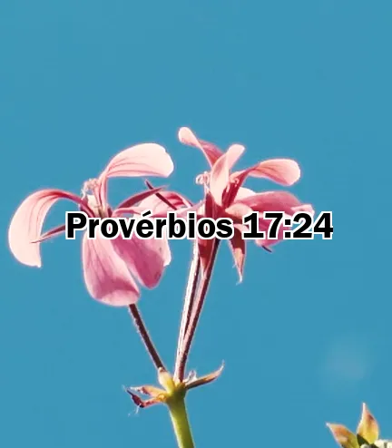 Provérbios 17:24