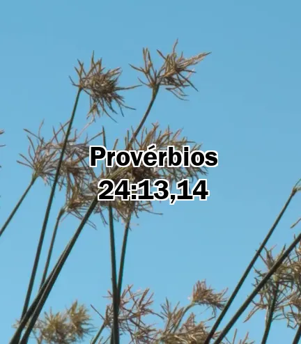 Provérbios 24:13,14