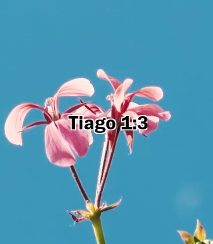 Tiago 1:3