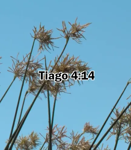 Tiago 4:14