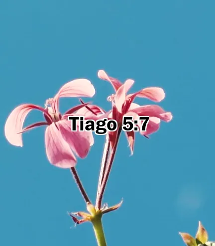 Tiago 5:7