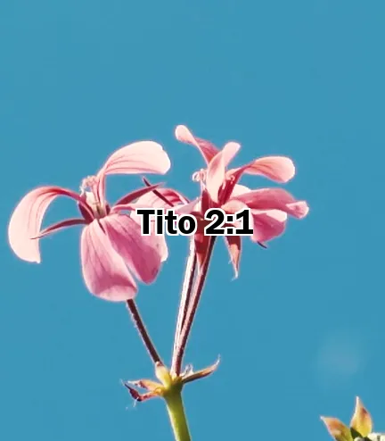 Tito 2:1